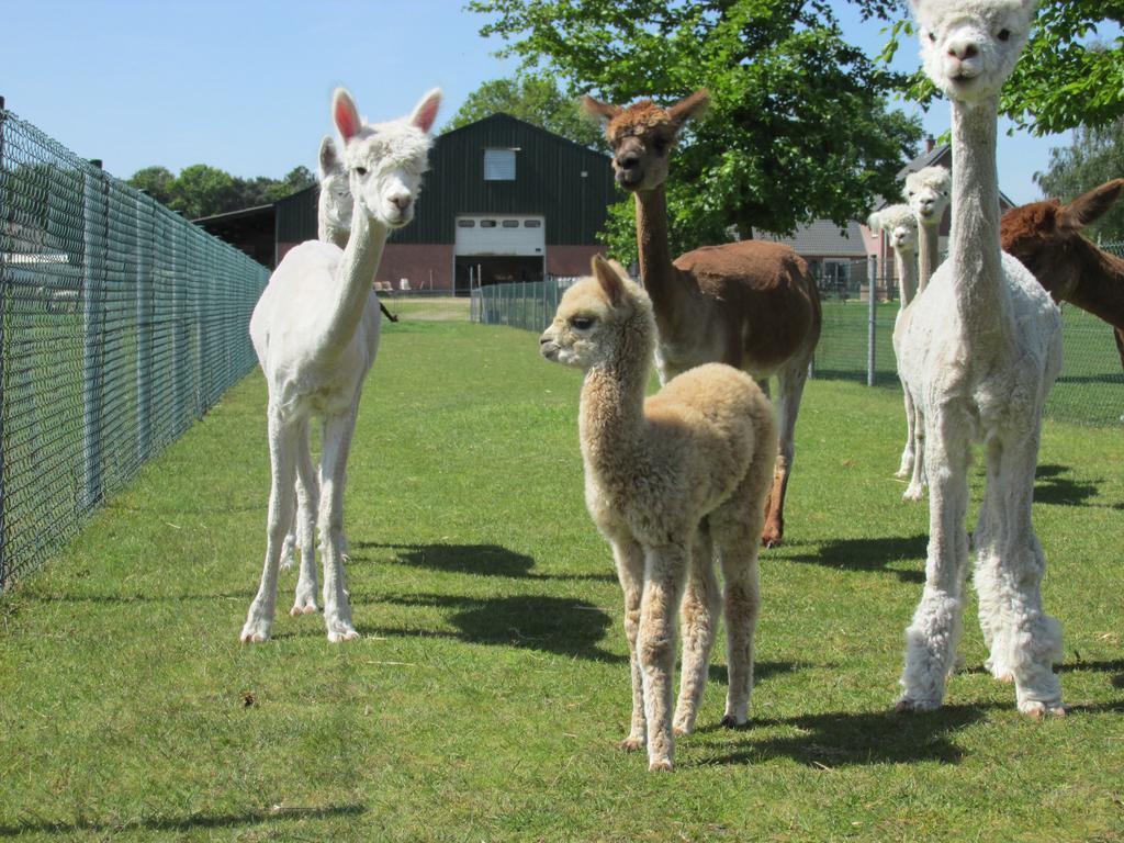 De Alpacaboerderij Apartment Bocholt Exterior foto